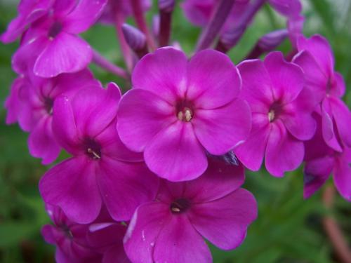 Декоративные растения флокс. Флоксы — морфологическое описание, виды и вариации, выращивание и посадка + 106 фото