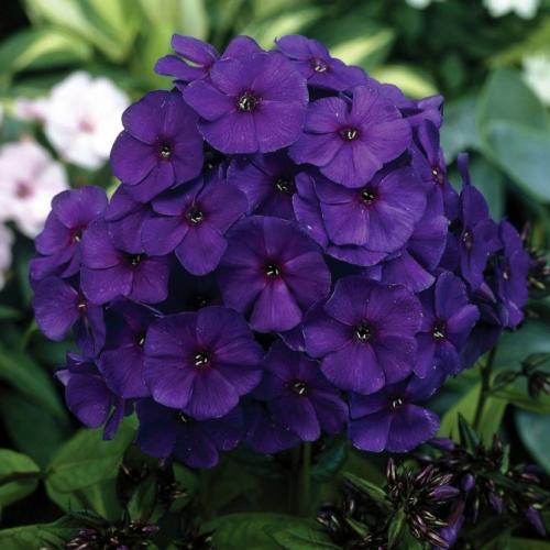 Декоративные растения флокс. Флоксы — морфологическое описание, виды и вариации, выращивание и посадка + 106 фото