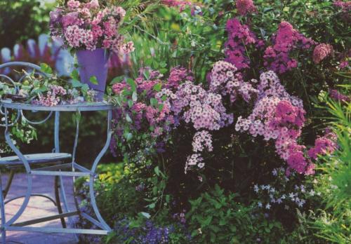 Декоративные растения флокс. Флоксы — морфологическое описание, виды и вариации, выращивание и посадка + 106 фото