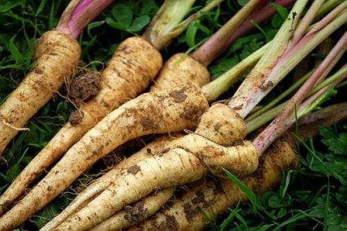 Что посадить на даче осенью. Посадка культур под зиму, что лучше посадить осенью на огороде 26