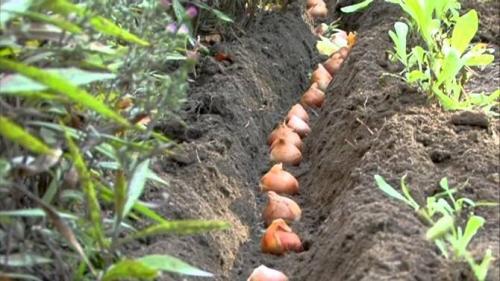 Что посадить на даче осенью. Посадка культур под зиму, что лучше посадить осенью на огороде