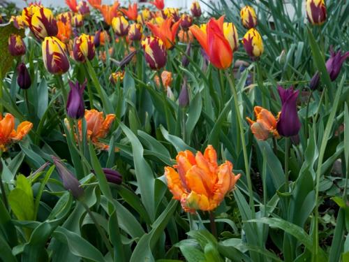 Что посадить на даче осенью. Посадка культур под зиму, что лучше посадить осенью на огороде 21