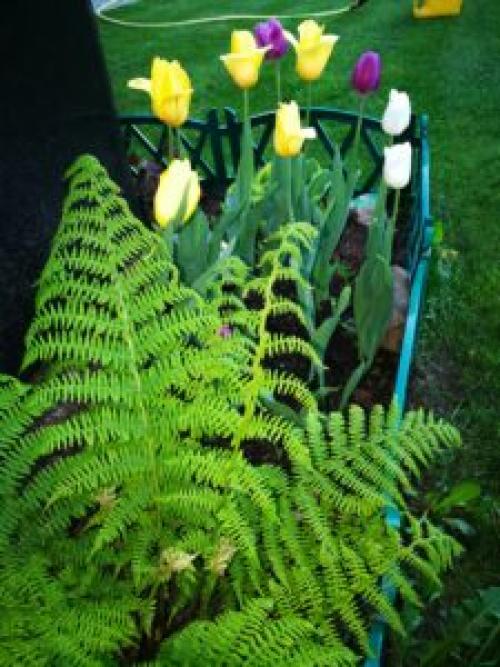 Что посадить под деревьями в саду для красоты. 8 красивых цветов для посадки под деревьями