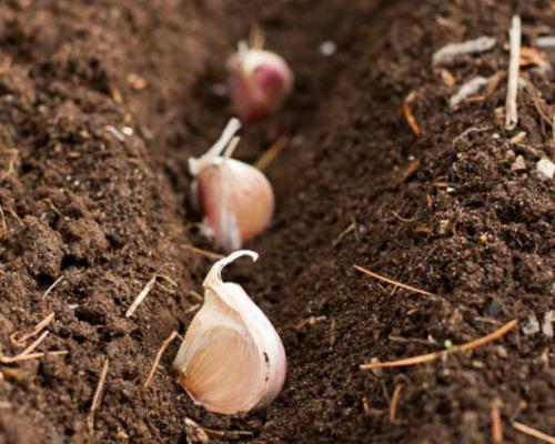 Что посадить на даче осенью. Посадка культур под зиму, что лучше посадить осенью на огороде 25