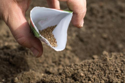 Что посадить на даче осенью. Посадка культур под зиму, что лучше посадить осенью на огороде 29