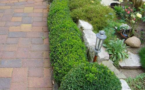 Что посадить вдоль дорожки на даче, чтобы было красиво. Что посадить вдоль дорожки на даче