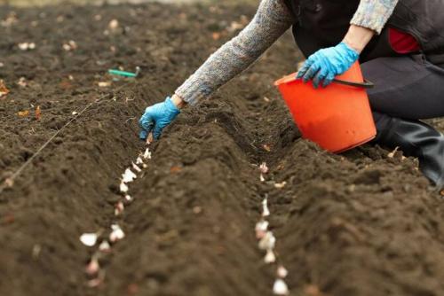 Что посадить на даче осенью. Посадка культур под зиму, что лучше посадить осенью на огороде