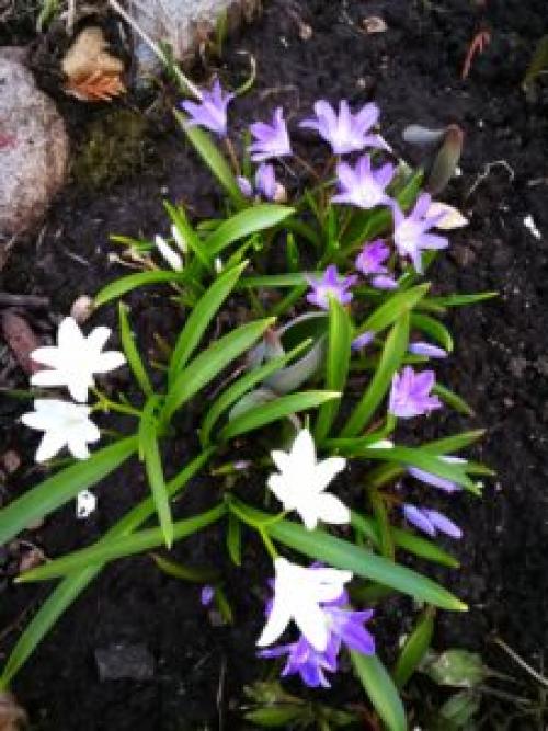 Что посадить под деревьями в саду для красоты. 8 красивых цветов для посадки под деревьями