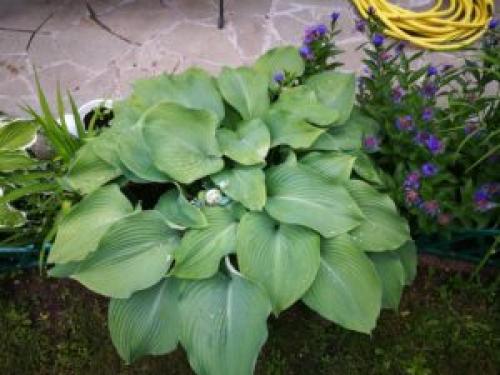 Что посадить под деревьями в саду для красоты. 8 красивых цветов для посадки под деревьями