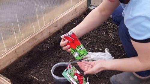 Что посадить на даче осенью. Посадка культур под зиму, что лучше посадить осенью на огороде 31