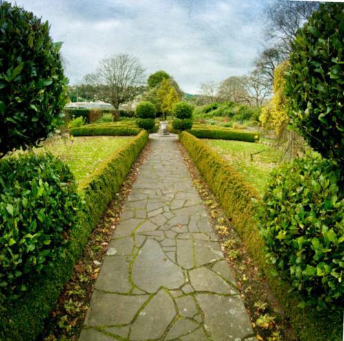 Что посадить вдоль дорожки на даче, чтобы было красиво. Что посадить вдоль дорожки на даче