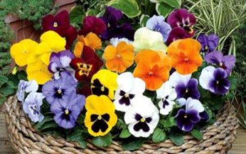 Что посадить под деревьями в саду для красоты. 8 красивых цветов для посадки под деревьями