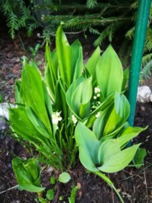 Что посадить под деревьями в саду для красоты. 8 красивых цветов для посадки под деревьями