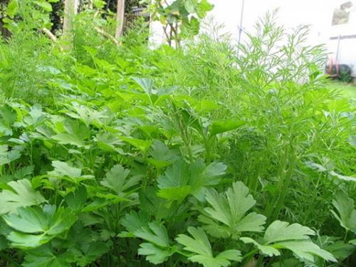 Что посадить на даче осенью. Посадка культур под зиму, что лучше посадить осенью на огороде 27