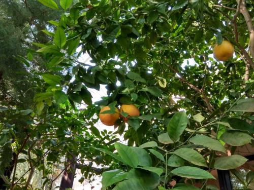 Сад непрерывного цветения брест. Ботанический сад в Бресте — Сад непрерывного цветения