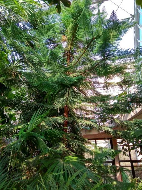 Сад непрерывного цветения брест. Ботанический сад в Бресте — Сад непрерывного цветения