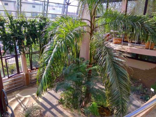 Сад непрерывного цветения брест. Ботанический сад в Бресте — Сад непрерывного цветения