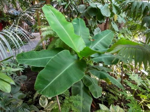 Сад непрерывного цветения брест. Ботанический сад в Бресте — Сад непрерывного цветения