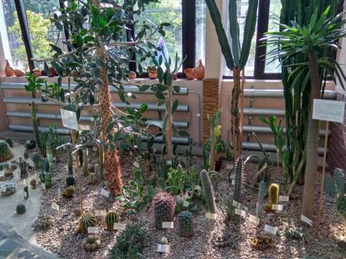 Сад непрерывного цветения брест. Ботанический сад в Бресте — Сад непрерывного цветения