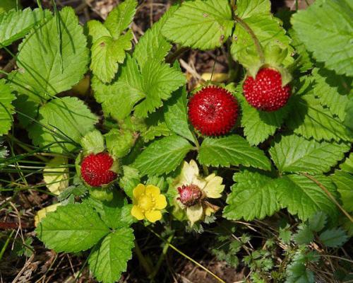 Сад непрерывного цветения многолетников схема посадки. Почвопокровные претенденты на место в цветнике