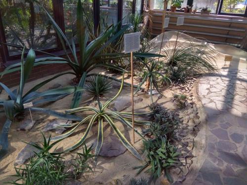 Сад непрерывного цветения брест. Ботанический сад в Бресте — Сад непрерывного цветения