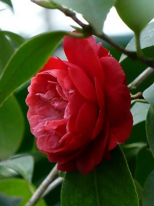 Сад непрерывного цветения в ботаническом саду. Оранжерея Главного ботанического сада РАН им. Н.В. Цицина