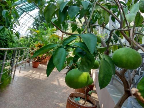 Сад непрерывного цветения брест. Ботанический сад в Бресте — Сад непрерывного цветения