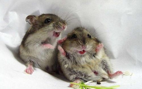 Дома из СИП-панелей минусы. Недостатки домов из SIP панелей