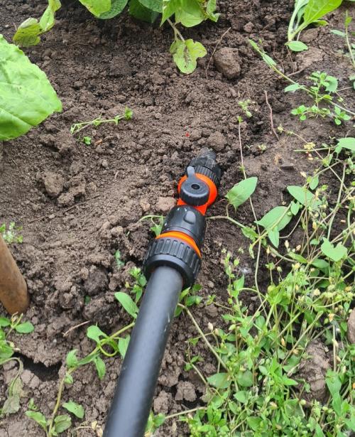Капельный полив советы. Делюсь огородным опытом (капельный полив)