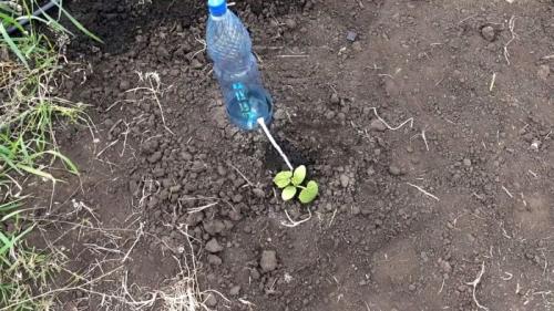 Капельный полив из пластиковых бутылок делаем своими руками. Процесс изготовления и установки капельного полива