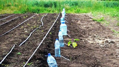 Капельный полив из пластиковых бутылок делаем своими руками. Процесс изготовления и установки капельного полива