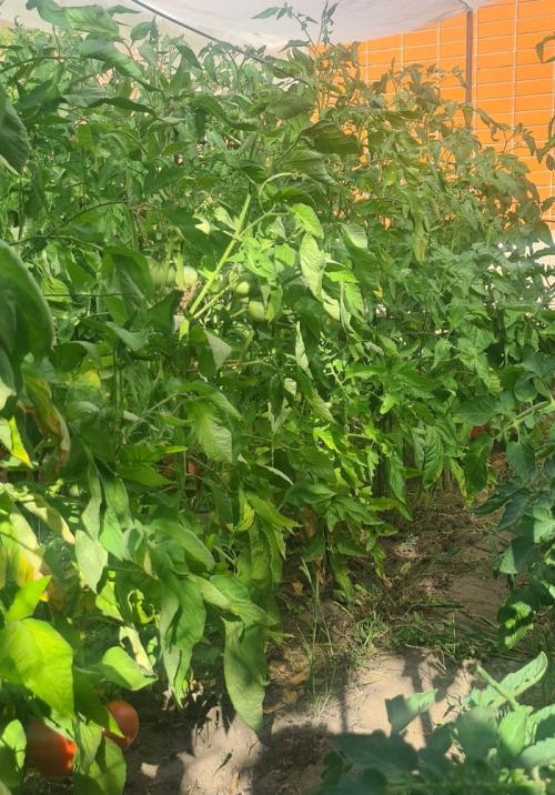 Капельный полив из шланга своими руками. Делюсь огородным опытом (капельный полив)