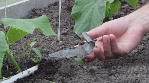 Капельный полив дома своими руками. Как сделать капельный полив на даче быстро и недорого: 3 способа