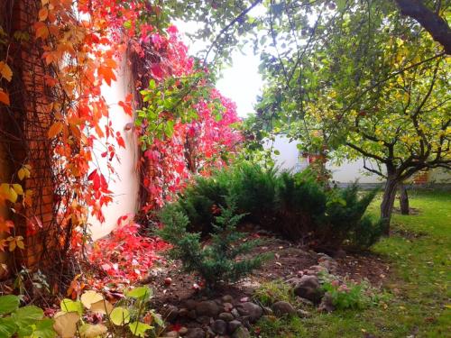 Какие ошибки часто допускают при создании клумб из многолетних цветов. Ошибки и удачные посадки цветов (опыт и много фото)