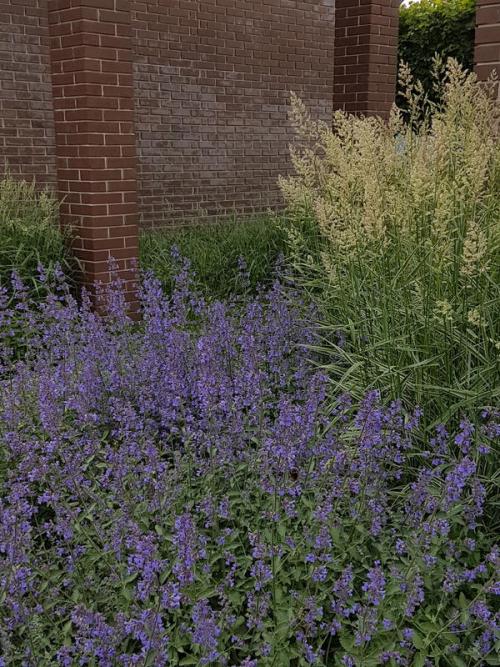 Может ли клумба из многолетних цветов быть низкообслуживаемой. Что можно посадить из многолетних невысоких цветов на клумбе, где под слоем грунта лежит цементная плита?