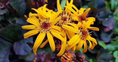 Как подготовить почву для посадки многолетних цветов. Сроки посадки цветов