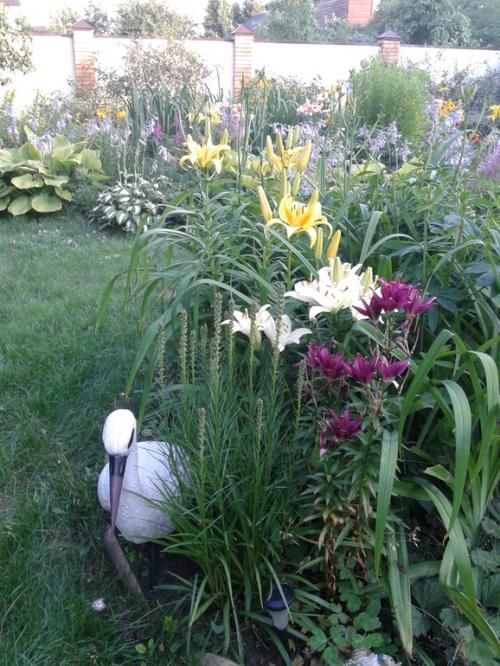 Какие ошибки часто допускают при создании клумб из многолетних цветов. Ошибки и удачные посадки цветов (опыт и много фото)