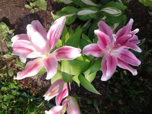 Какие ошибки часто допускают при создании клумб из многолетних цветов. Ошибки и удачные посадки цветов (опыт и много фото)