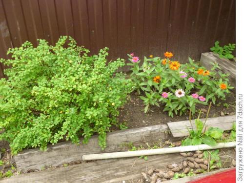 Может ли клумба из многолетних цветов быть низкообслуживаемой. Что можно посадить из многолетних невысоких цветов на клумбе, где под слоем грунта лежит цементная плита?