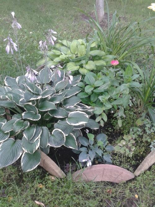 Какие ошибки часто допускают при создании клумб из многолетних цветов. Ошибки и удачные посадки цветов (опыт и много фото)