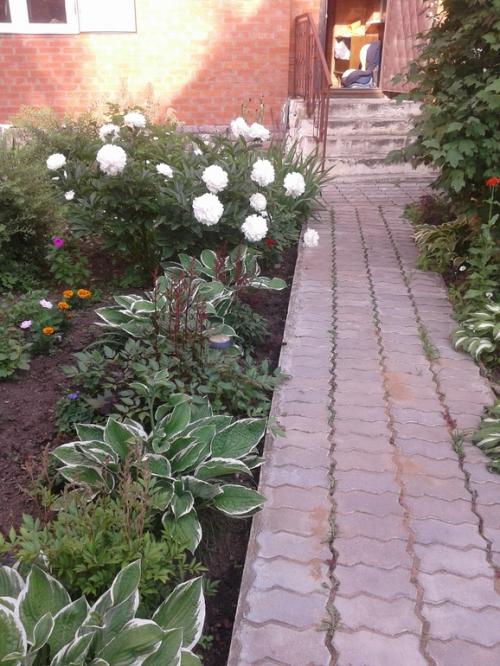 Какие ошибки часто допускают при создании клумб из многолетних цветов. Ошибки и удачные посадки цветов (опыт и много фото)