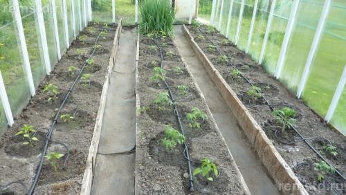 Как сделать капельный полив из бочки для теплицы. Делаем капельный полив в теплице из бочки