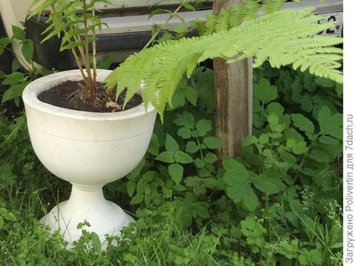 Кашпо из гипса своими руками. Вазон из гипса своими руками