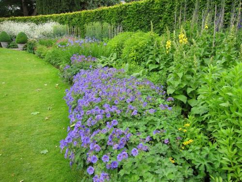 Как правильно установить бордюр или мискбордер с луковичными. Хитрости и секреты миксбордеров