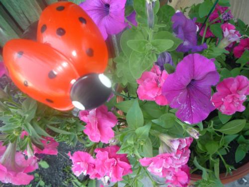 Какие бутылки можно использовать для изготовления Божьей коровки. Как сделать божью коровку из пластиковой бутылки