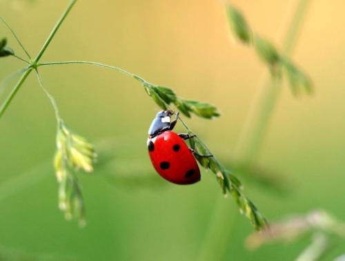 Что такое Божья Коровка. Божья коровка: описание