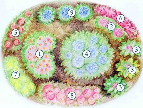 Клумбы из многолетников схемы. Готовые схемы красивых клумб разной формы из многолетних цветов в Подмосковье для начинающих 