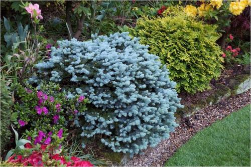 Миксбордер из многолетников: схемы. Миксбордеры из многолетников: фото и схемы