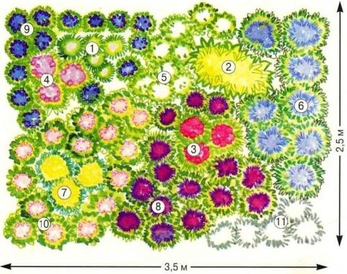 Схемы миксбордеров из многолетников. Готовые схемы красивых клумб разной формы из многолетних цветов в Подмосковье для начинающих