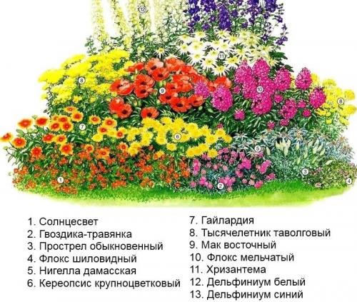 Миксбордер с гортензией схемы. Готовые схемы красивых клумб разной формы из многолетних цветов в Подмосковье для начинающих